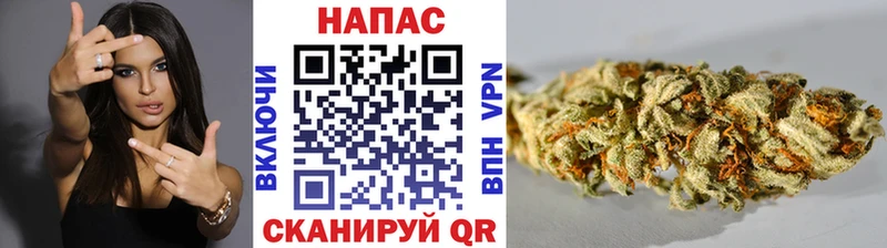 где можно купить   Онега  Конопля план 